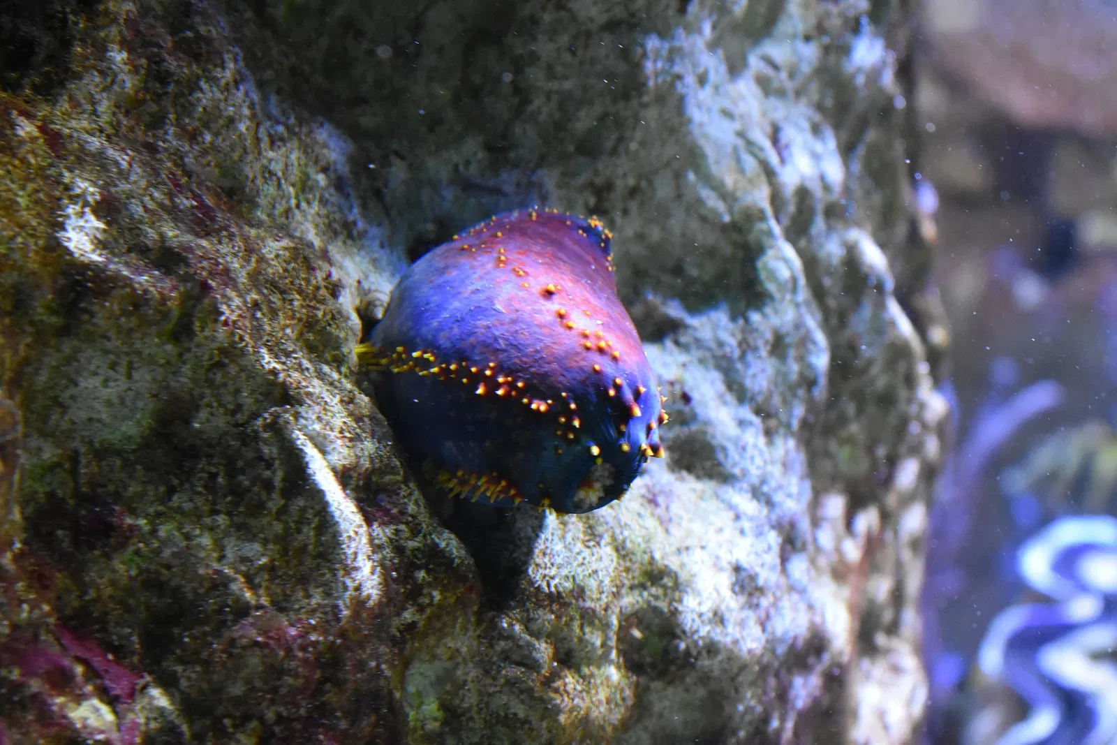Great Aquarium Saint-Malo