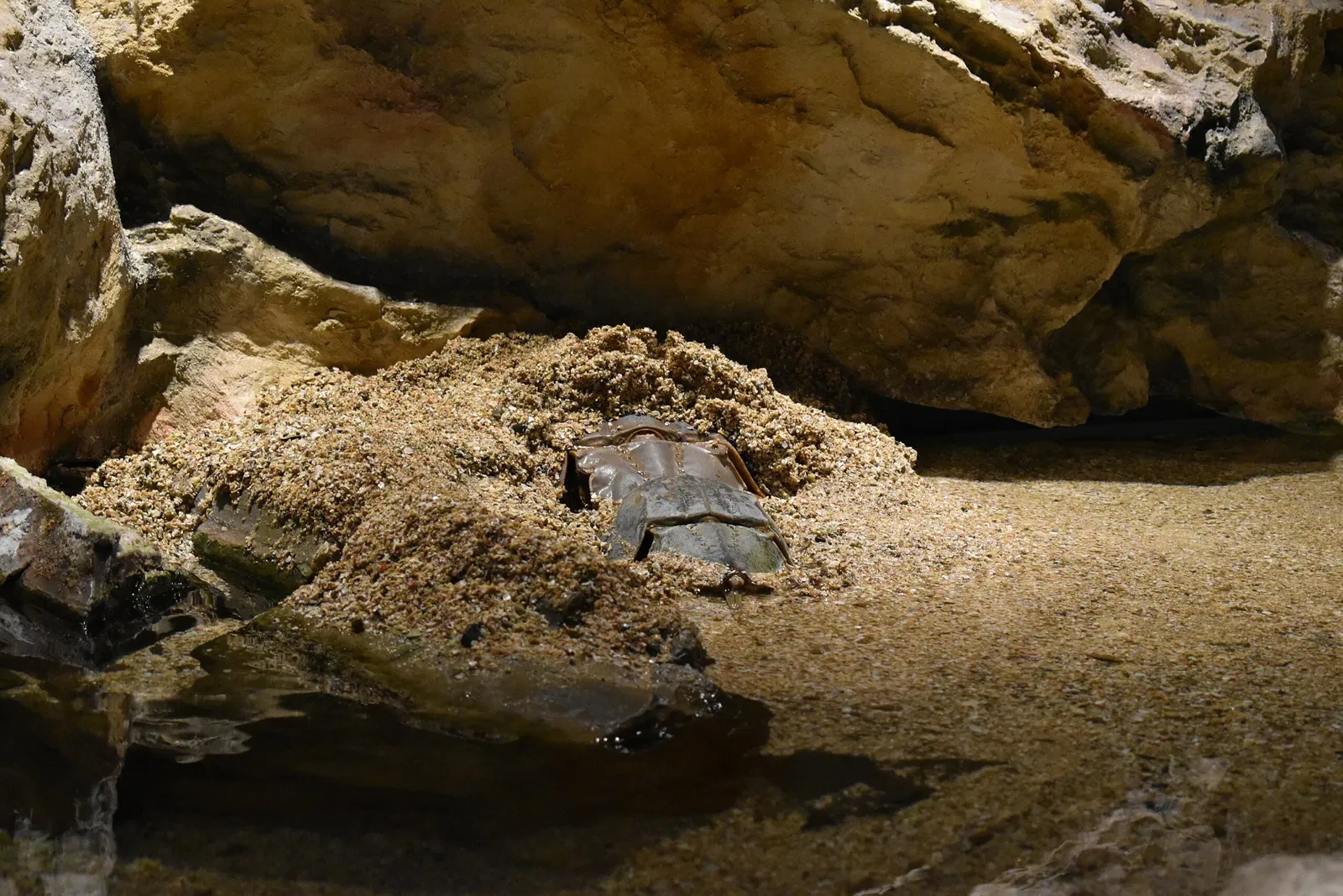 Gran acuario de Saint-Malo