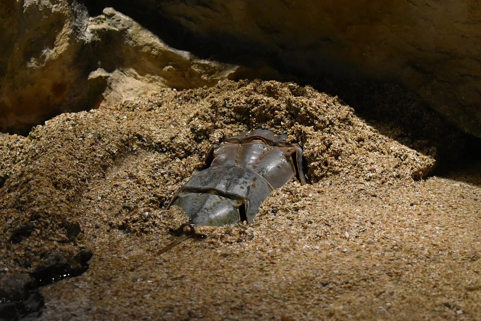 Great Aquarium Saint-Malo