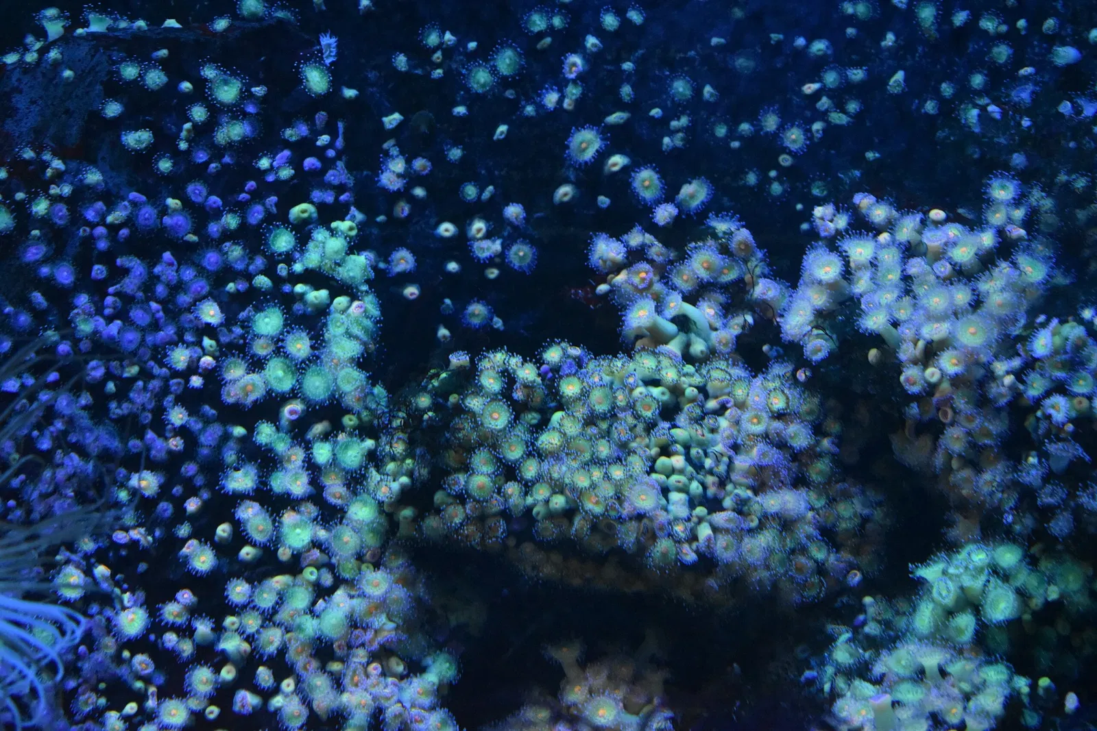 Great Aquarium Saint-Malo