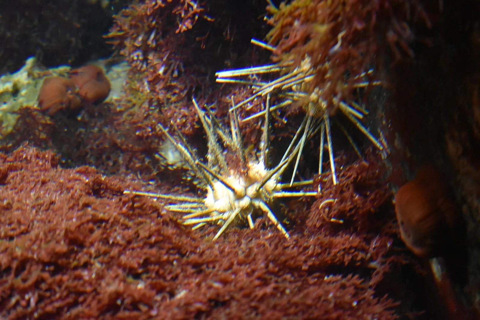 Great Aquarium Saint-Malo