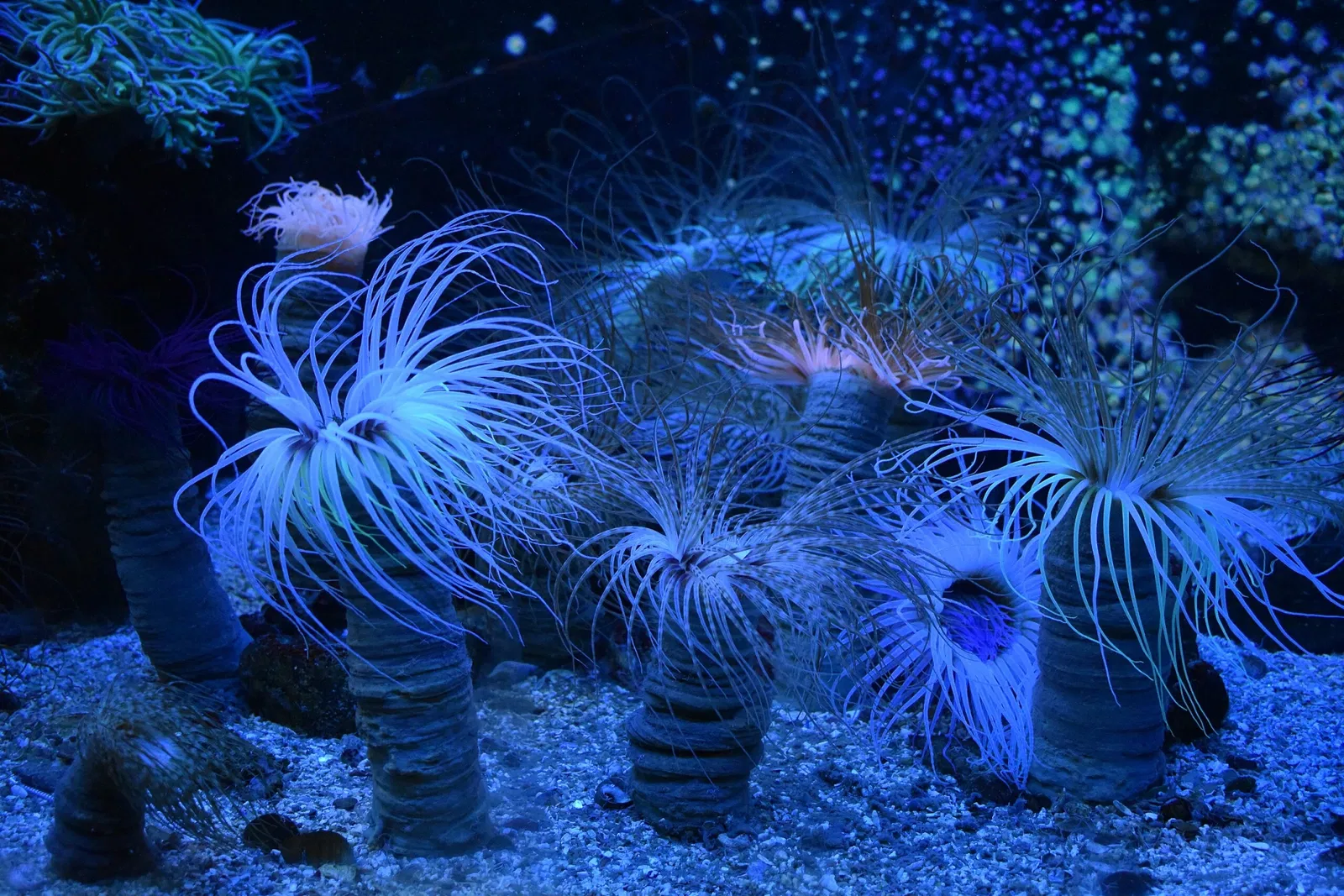 Great Aquarium Saint-Malo