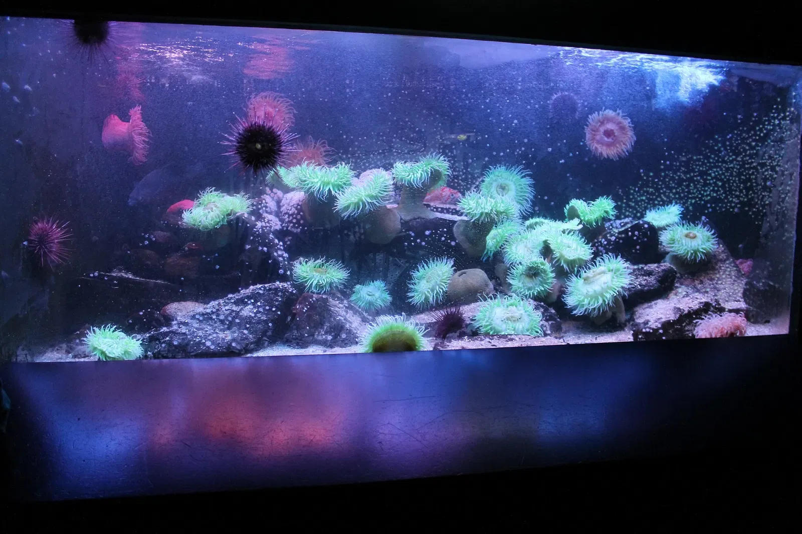 Grand Aquarium Saint-Malo