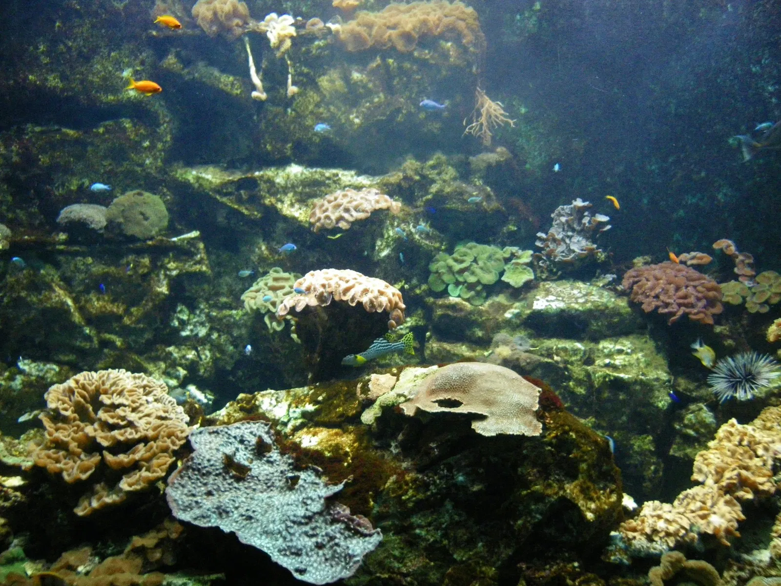 Great Aquarium Saint-Malo