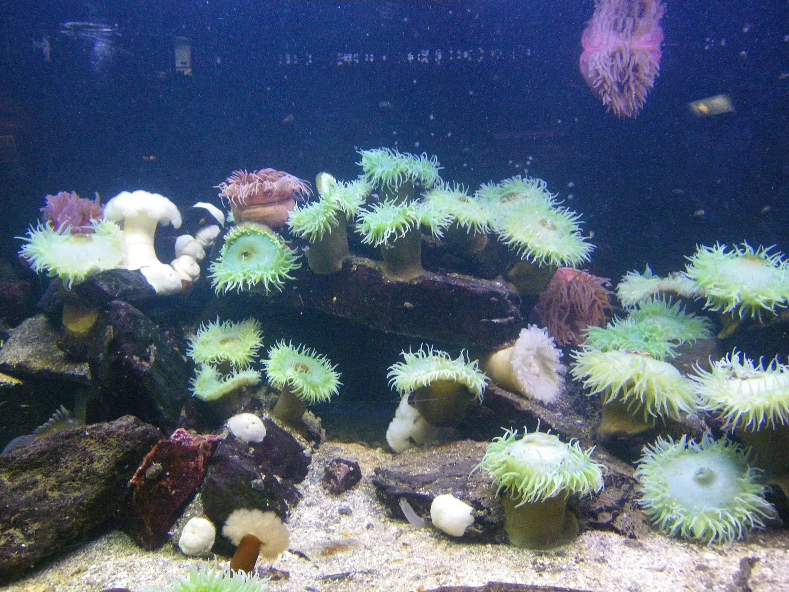 Grand Aquarium Saint Malo