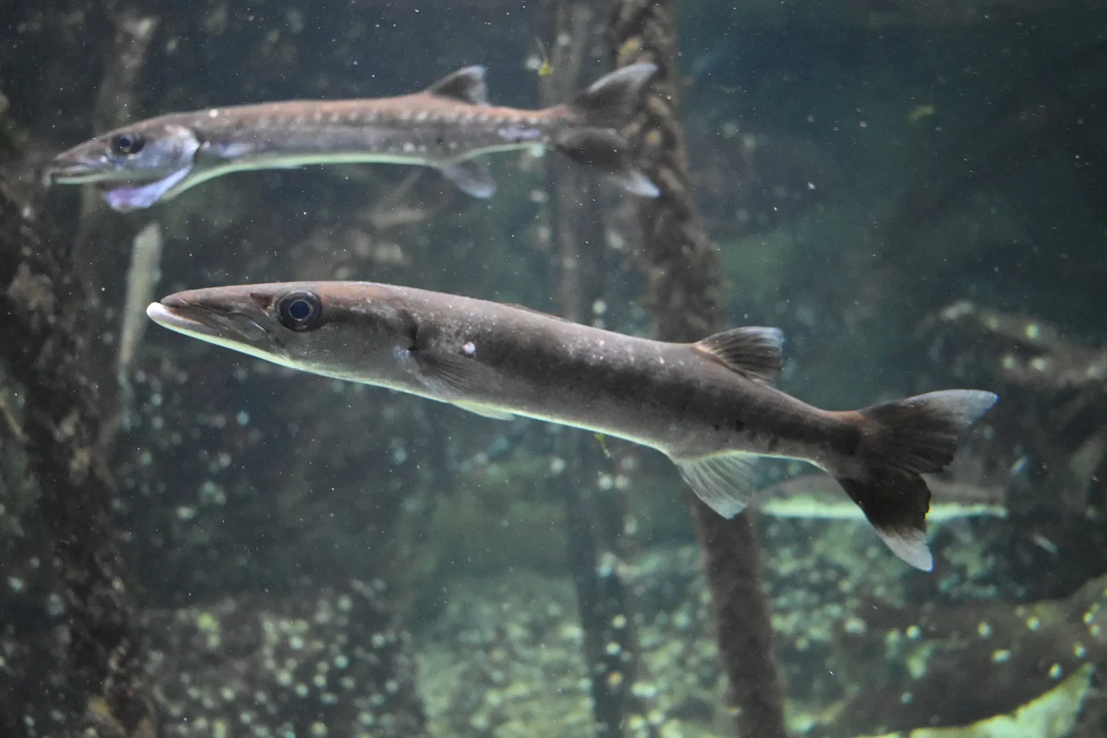 Grand Aquarium Saint Malo