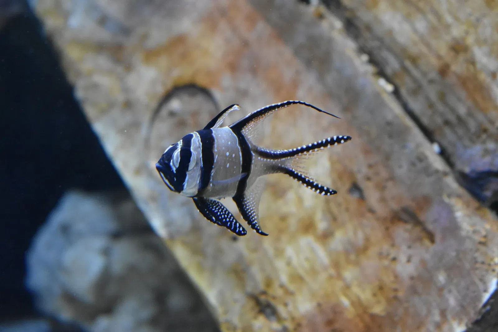 Great Aquarium Saint-Malo