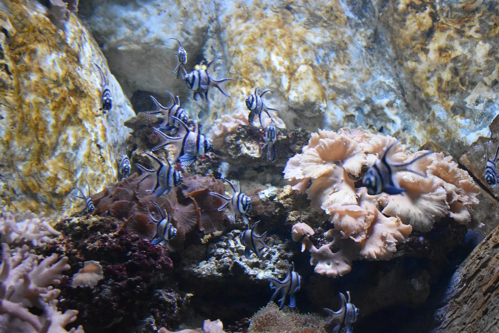 Gran acuario de Saint-Malo