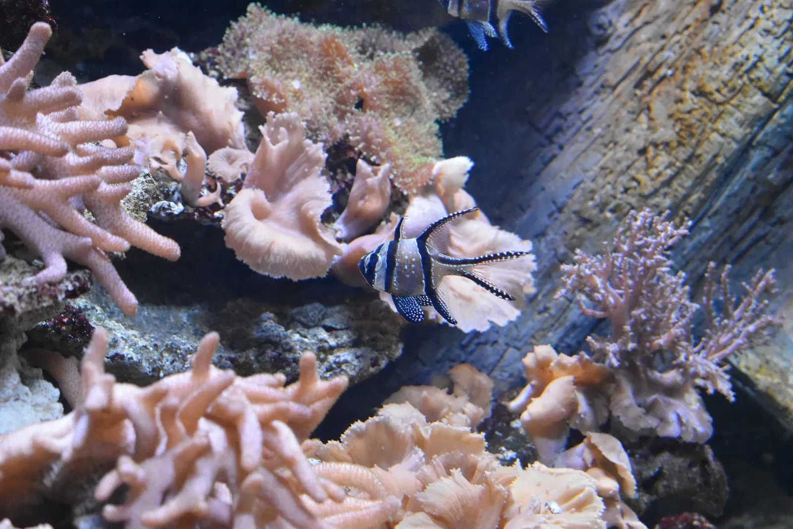 Gran acuario de Saint-Malo