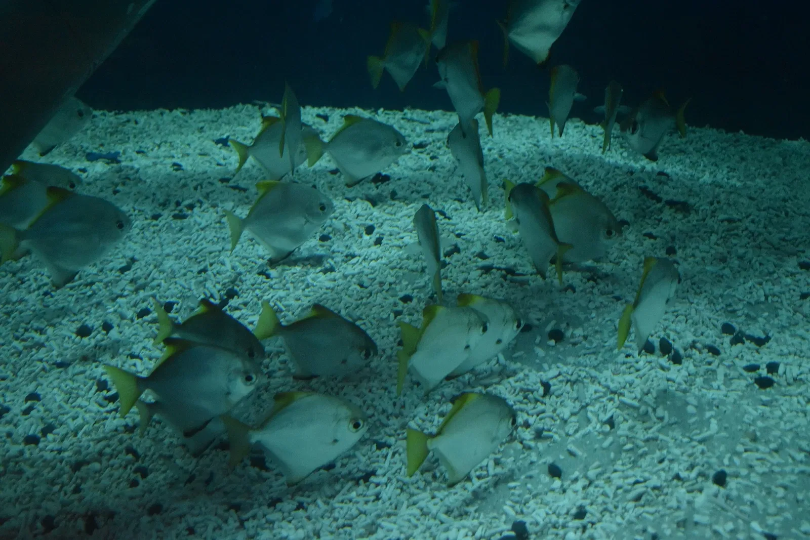 Grand Aquarium Saint-Malo