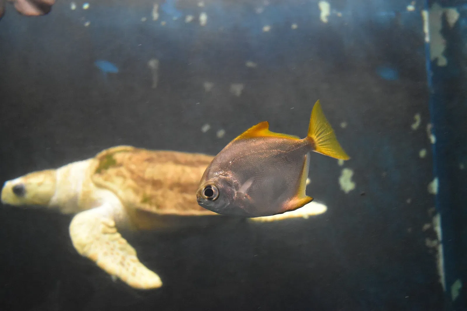 Grand Aquarium Saint Malo