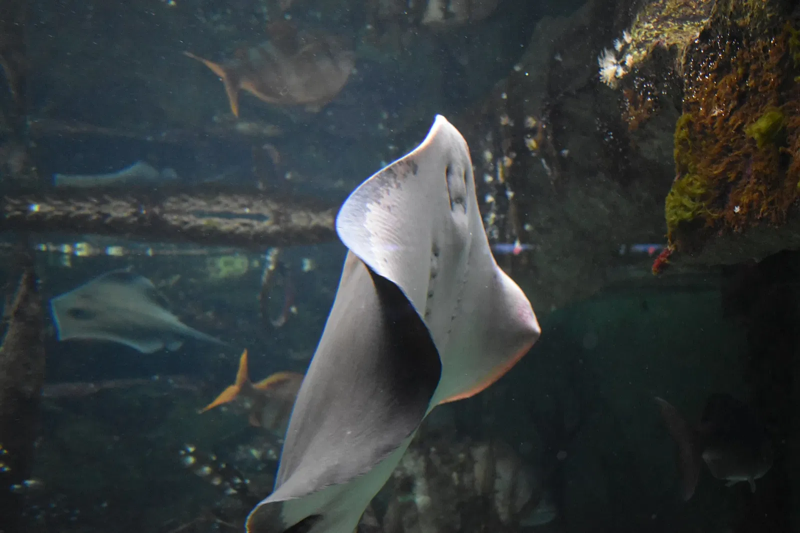 Grand Aquarium Saint-Malo