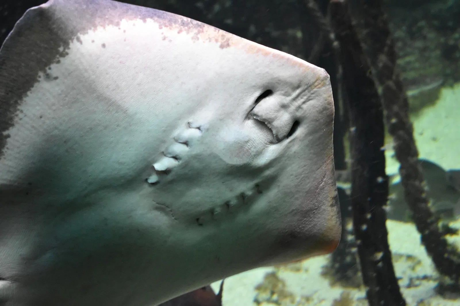Grand Aquarium Saint Malo