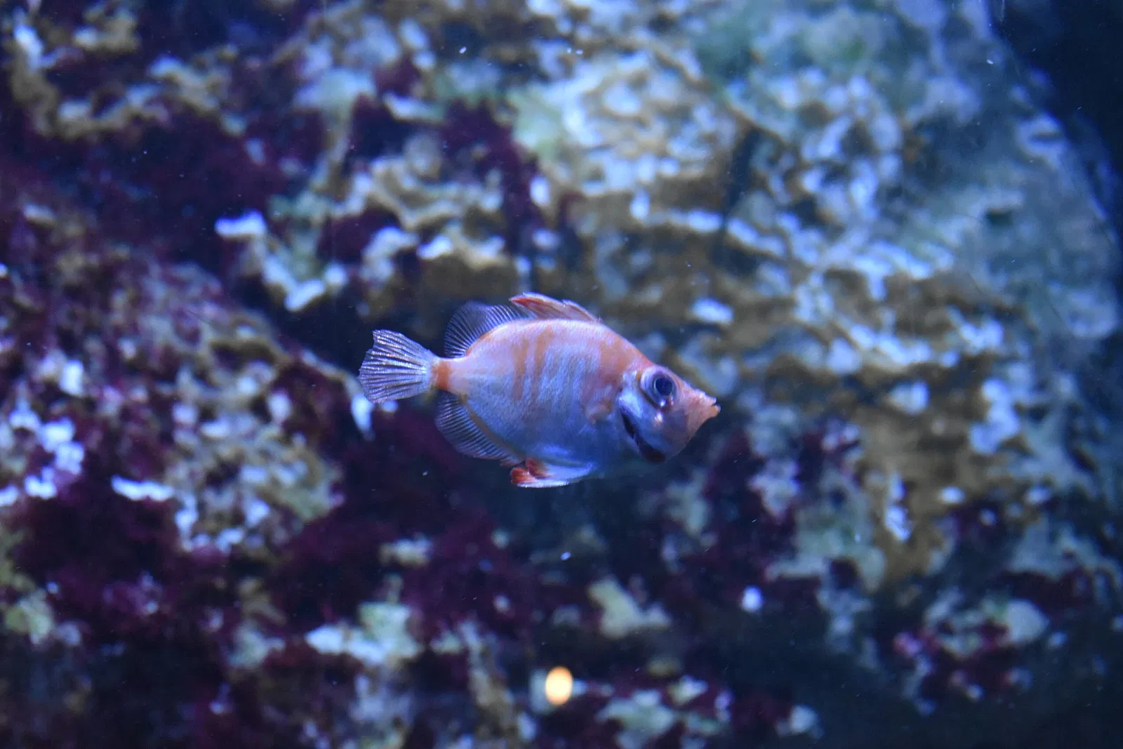 Great Aquarium Saint-Malo