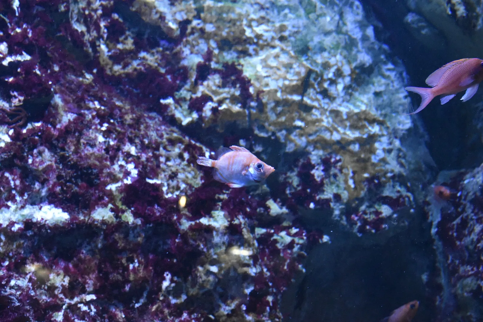 Grand Aquarium Saint-Malo