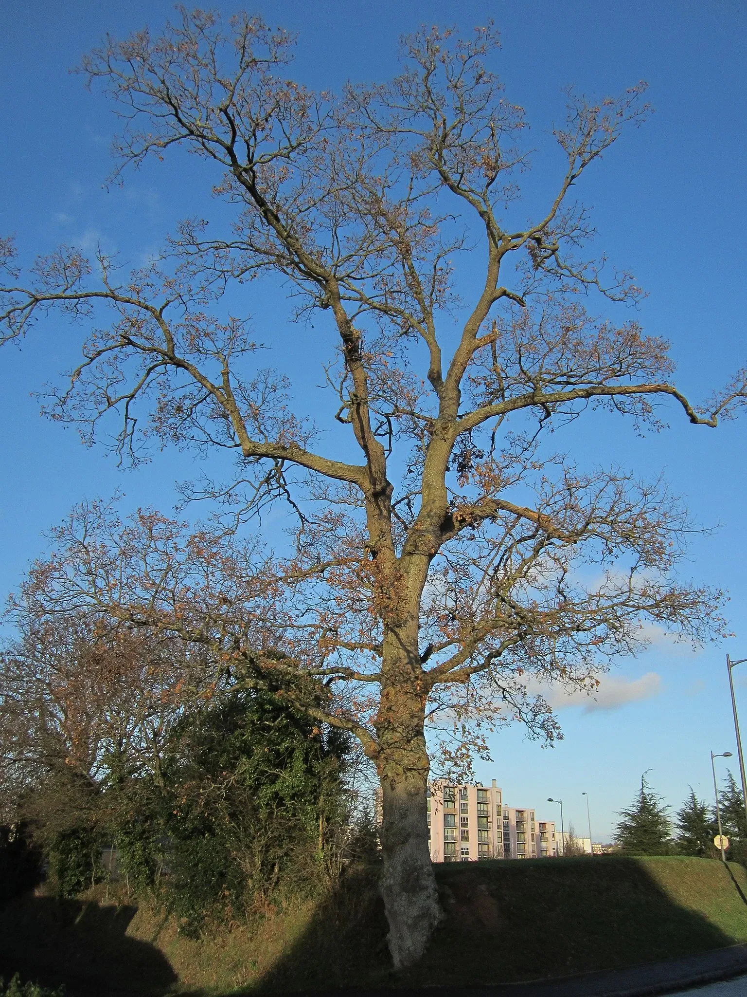 Musée du Bocage Normand