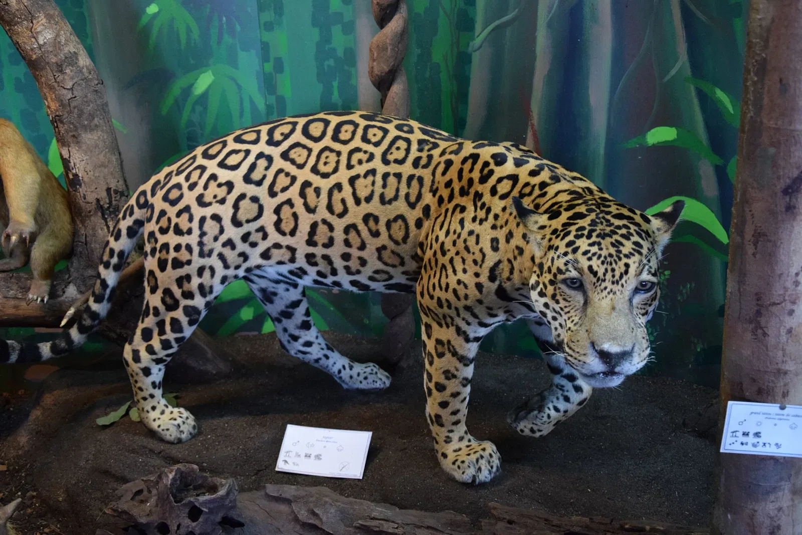 Museo departamental Alexandre-Franconie