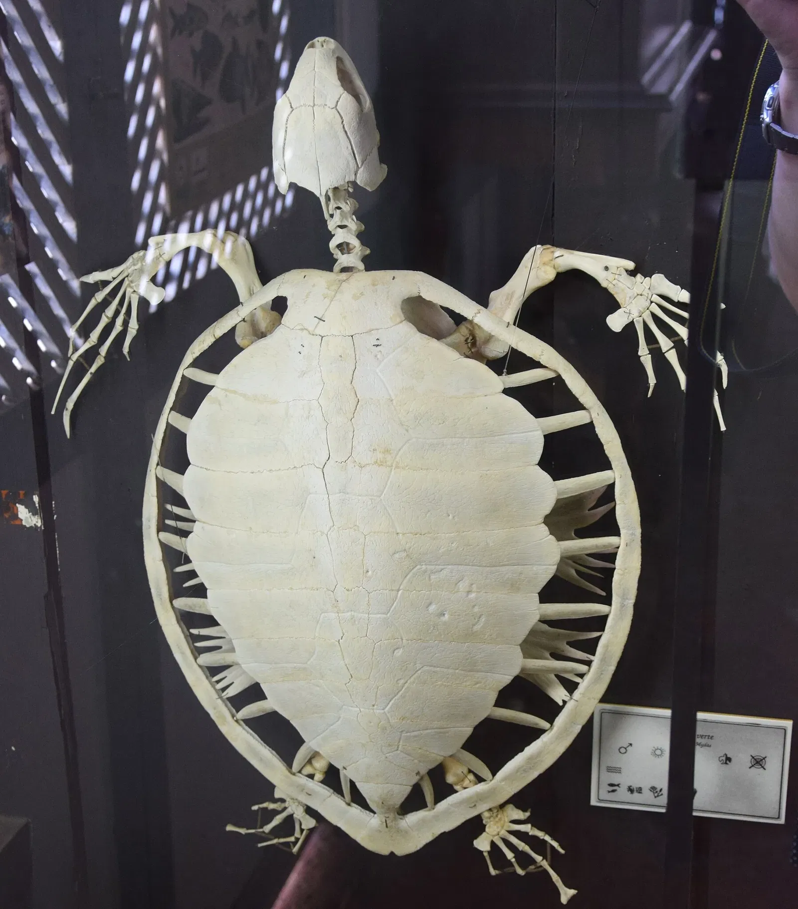 Museo departamental Alexandre-Franconie