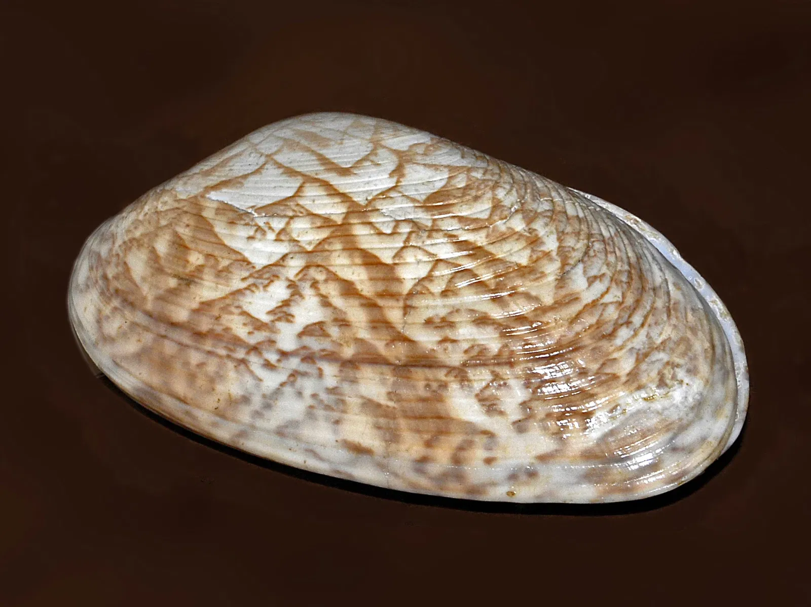 Natural History Museum, Pavia