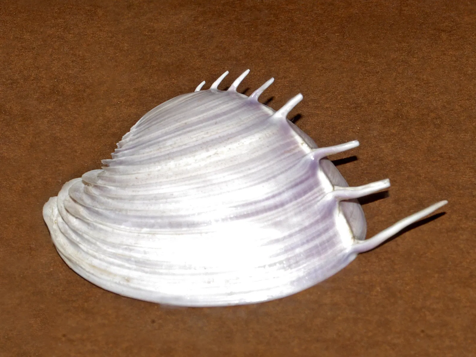 Kosmos - Museo di Storia Naturale dell'Università di Pavia