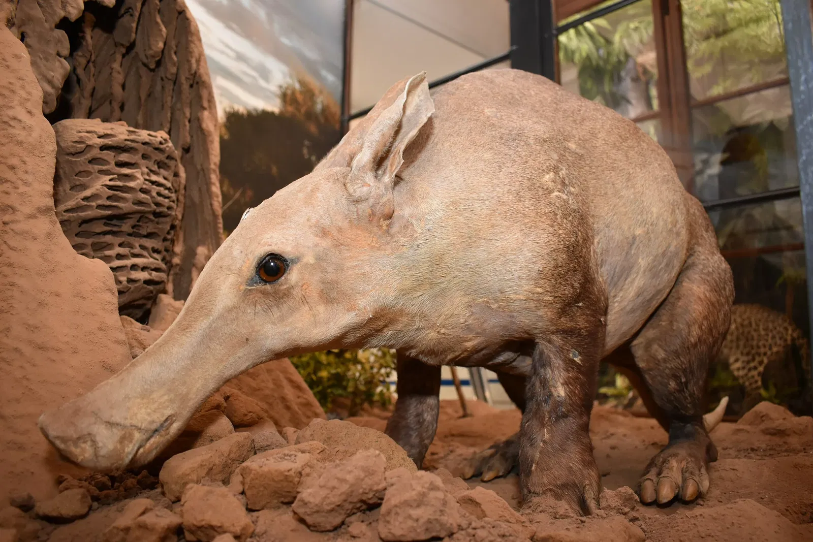 Musée d'histoire naturelle de Pavie
