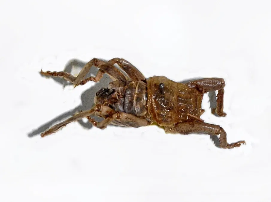 Kosmos - Museo di Storia Naturale dell'Università di Pavia