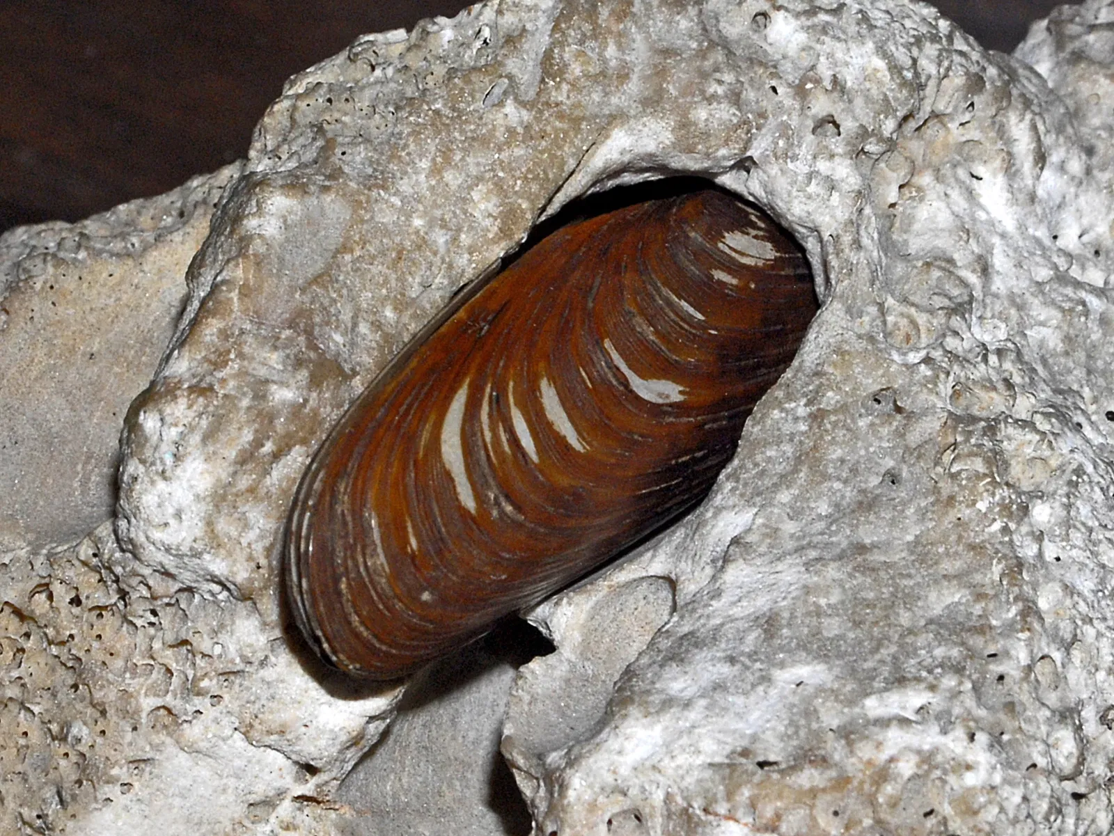 Kosmos - Museo di Storia Naturale dell'Università di Pavia