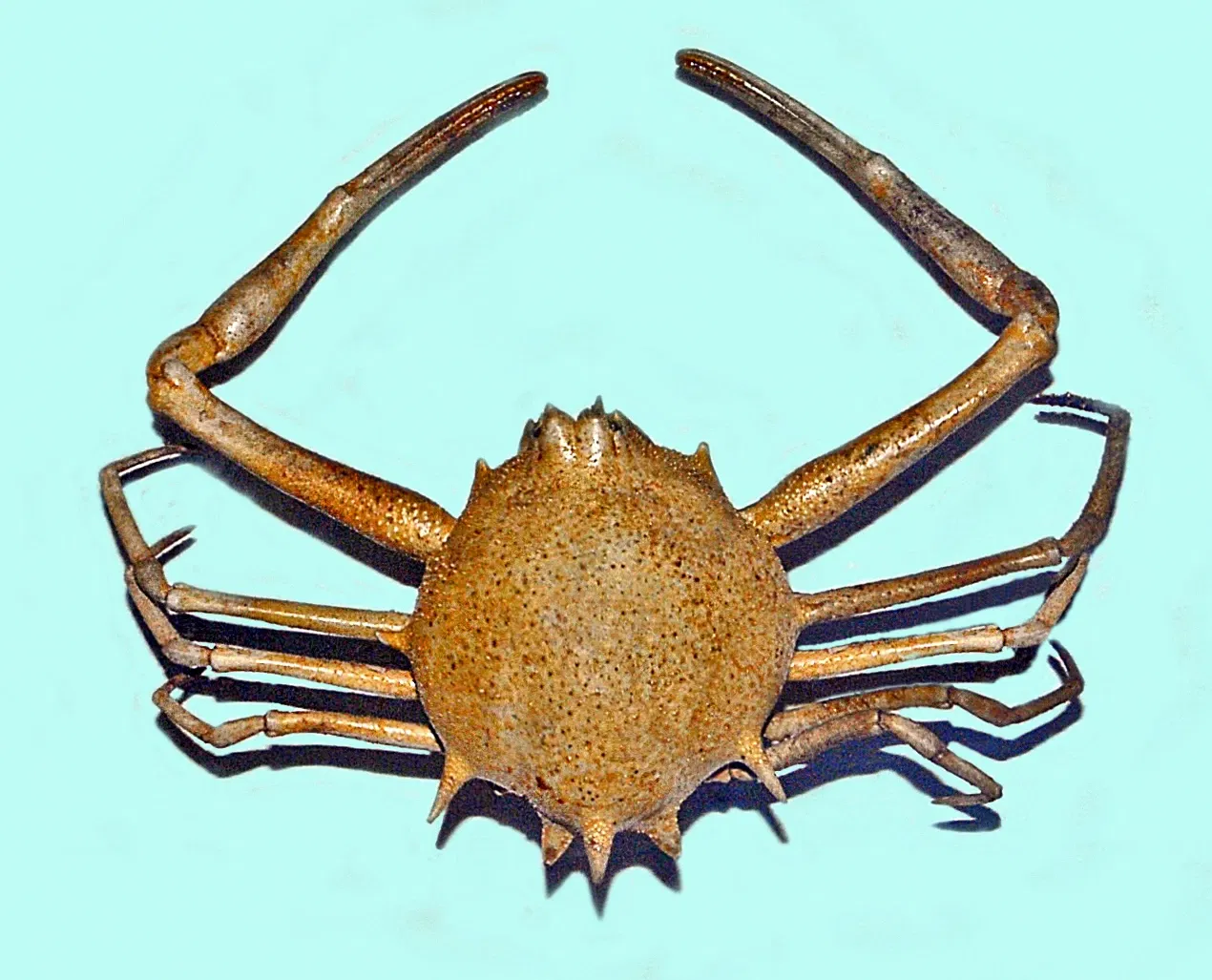 Museo de Historia Natural de Pavía