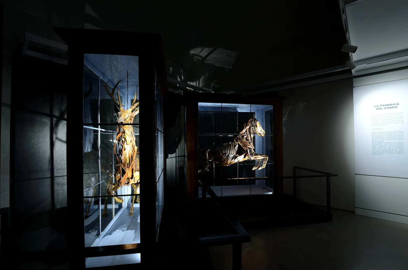 Natural History Museum, Pavia