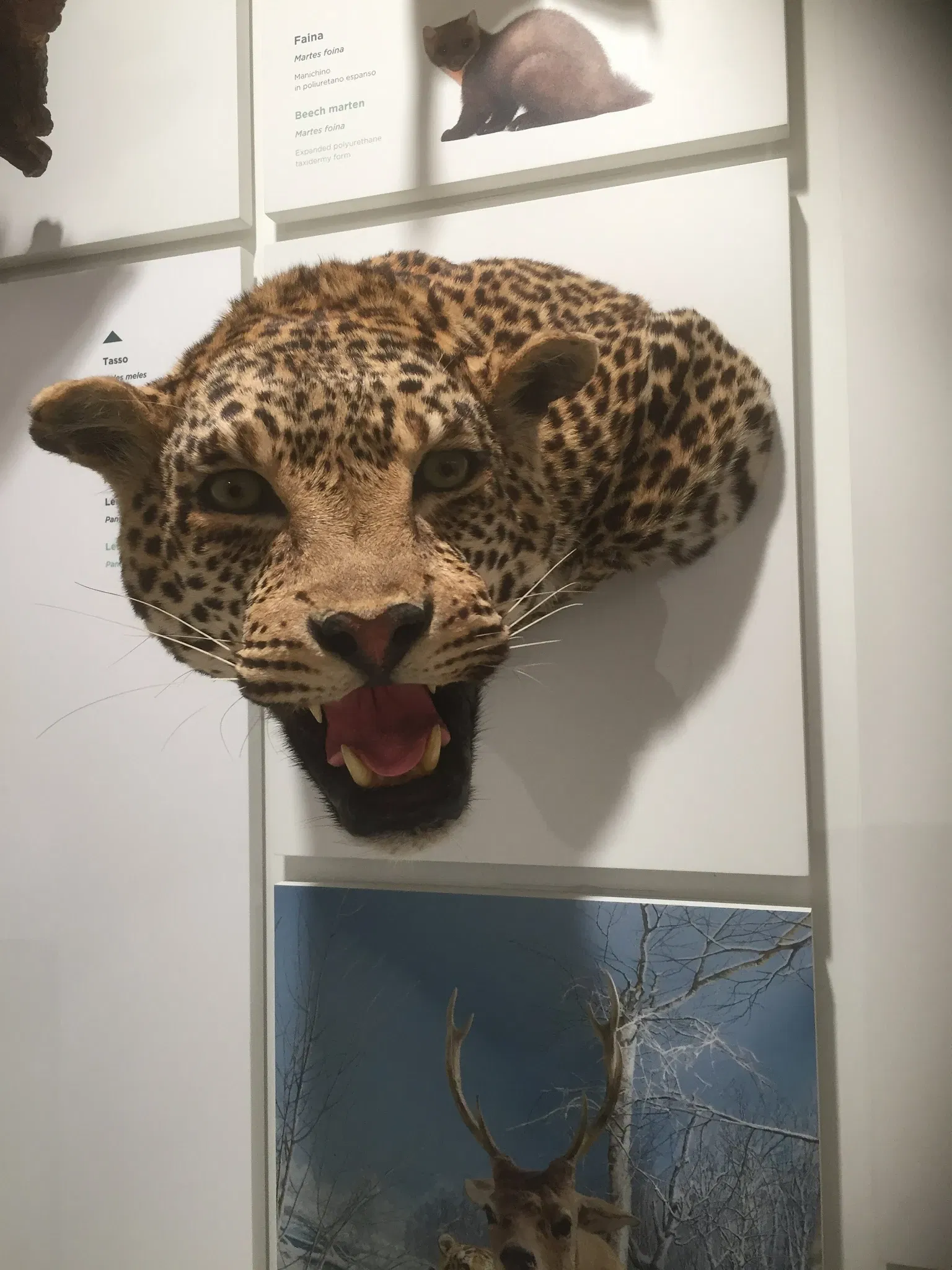 Musée d'histoire naturelle de Pavie