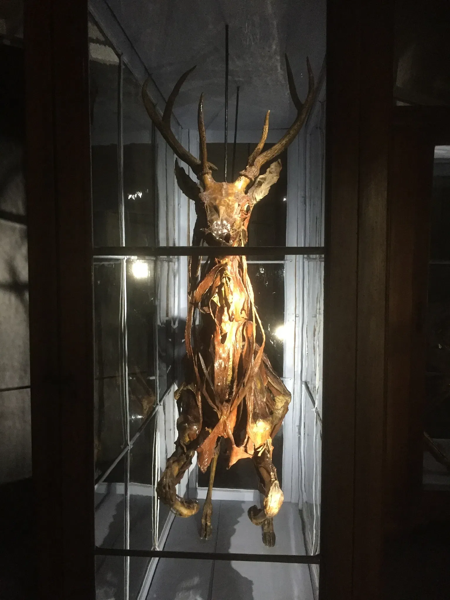 Natural History Museum, Pavia