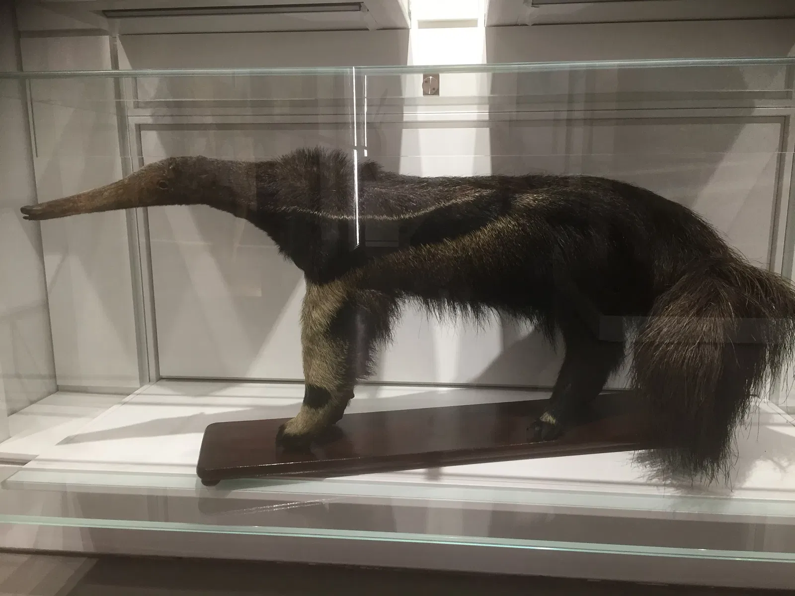 Kosmos - Museo di Storia Naturale dell'Università di Pavia