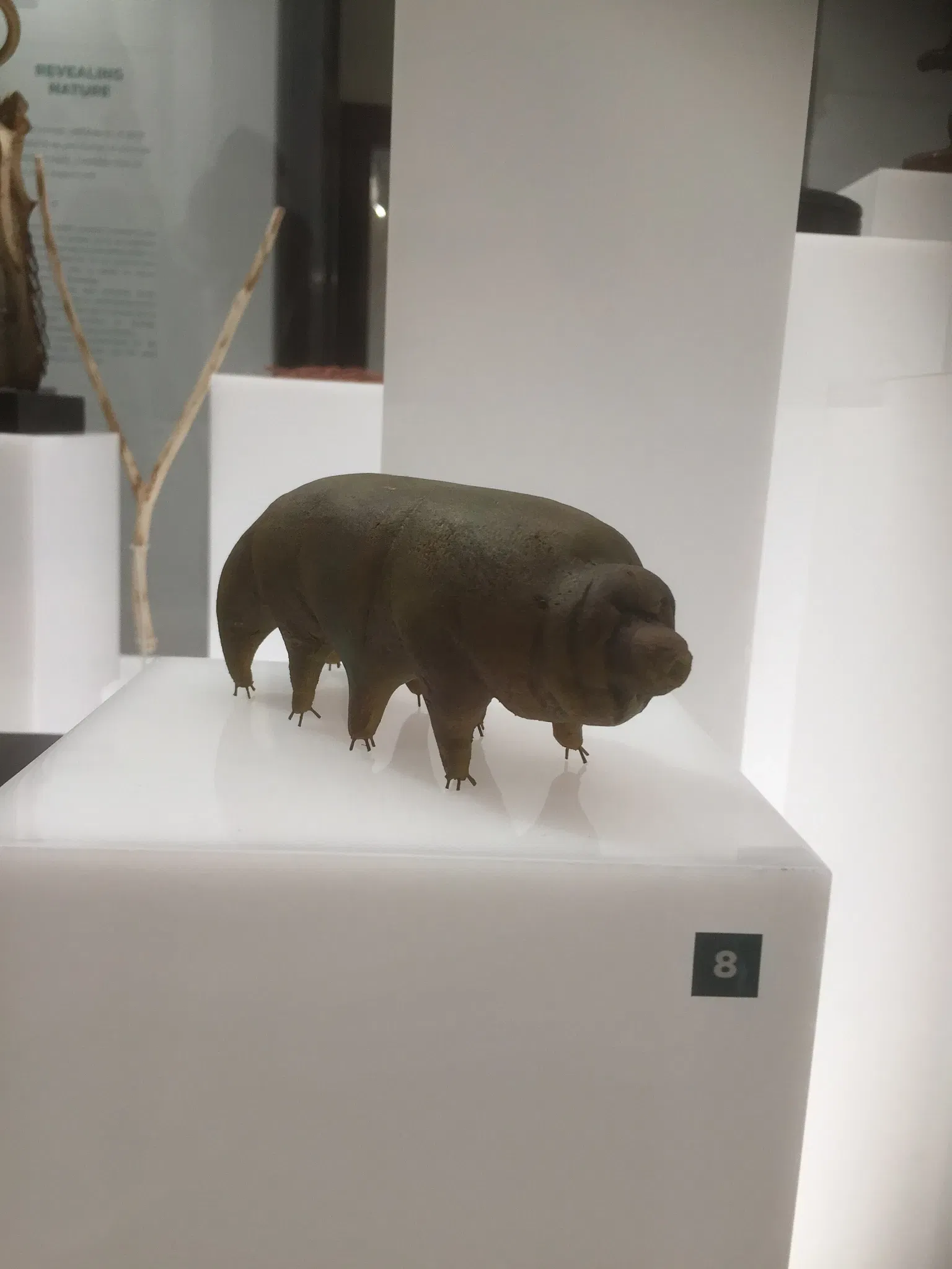 Museo de Historia Natural de Pavía