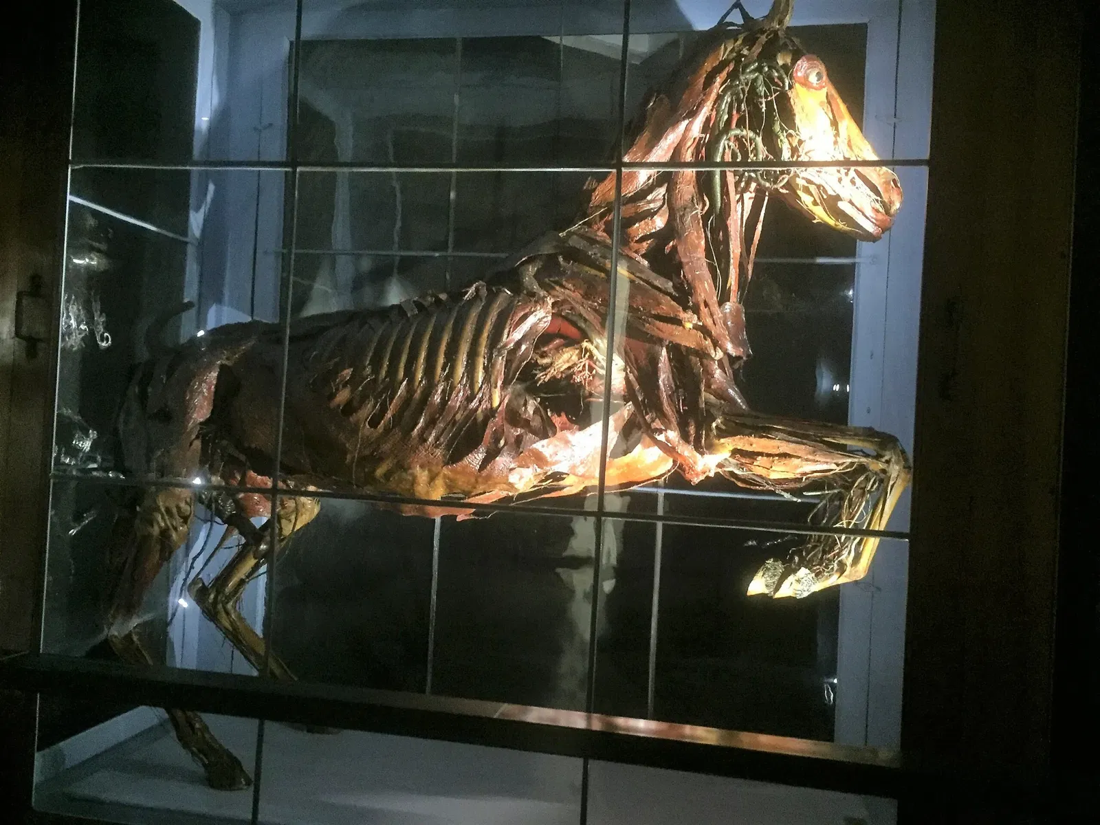 Kosmos - Museo di Storia Naturale dell'Università di Pavia