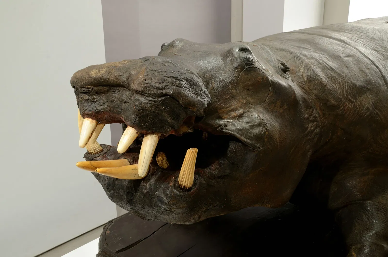 Natural History Museum, Pavia