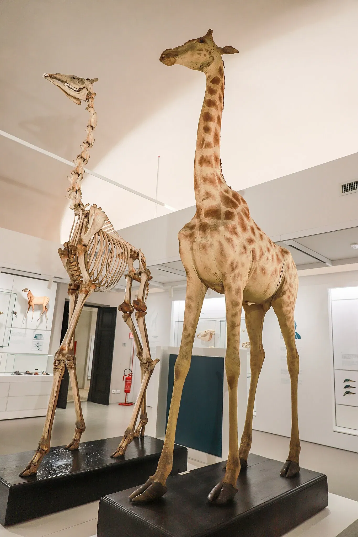 Musée d'histoire naturelle de Pavie