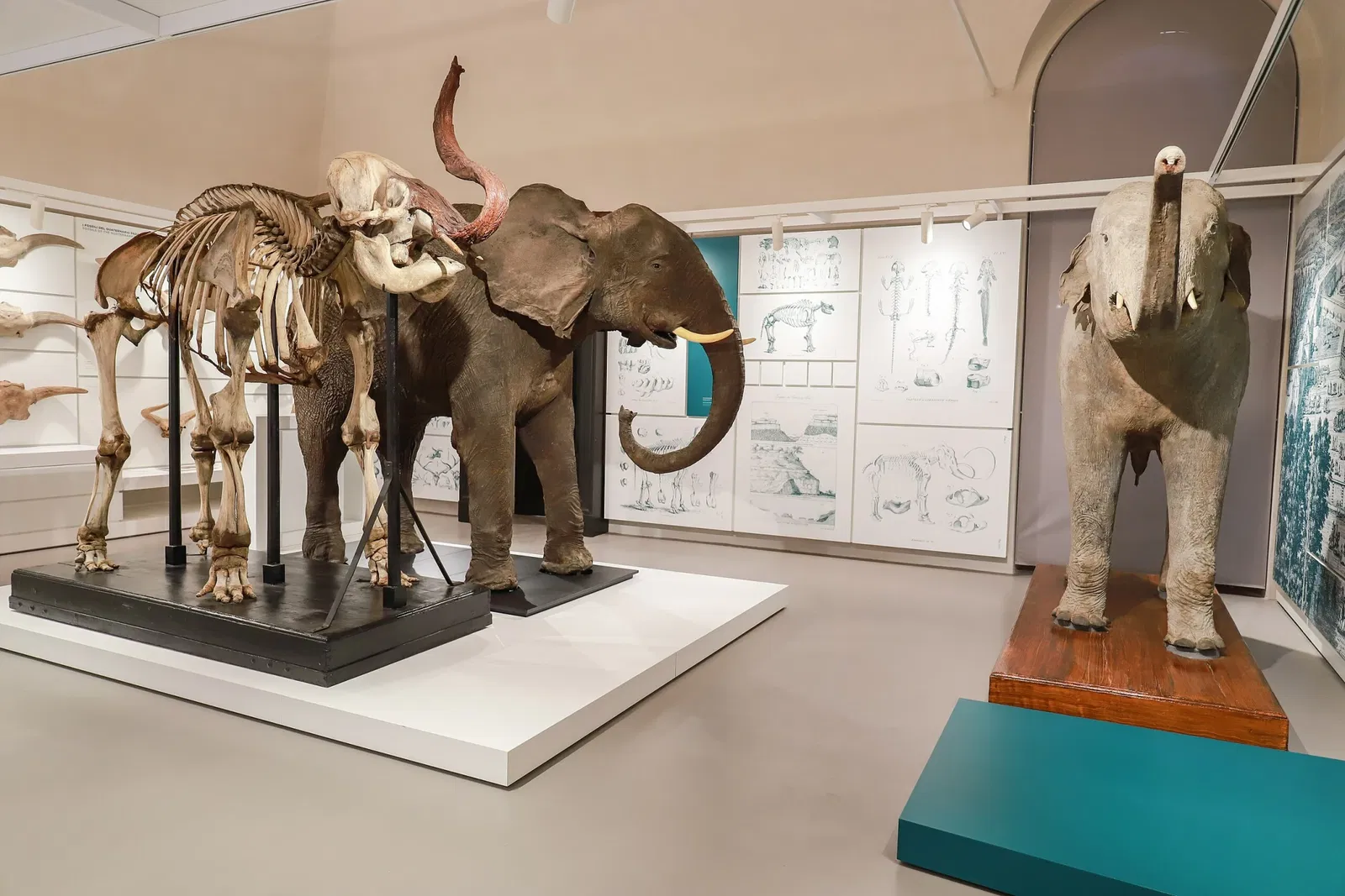 Natural History Museum, Pavia