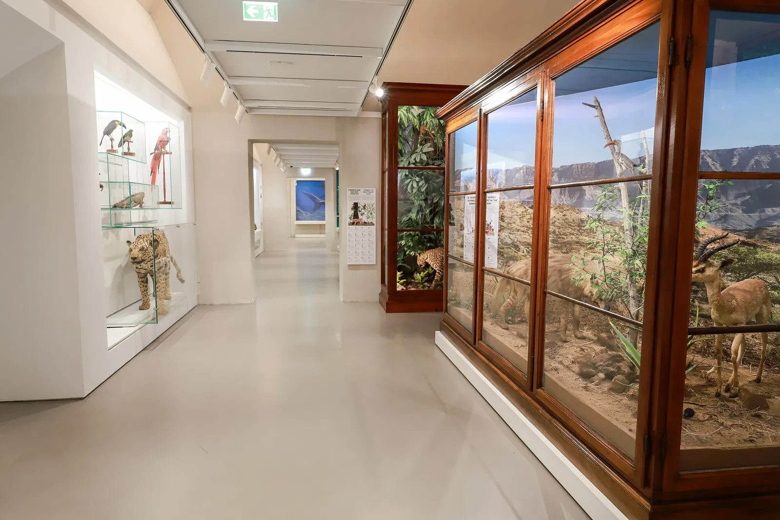 Museo de Historia Natural de Pavía