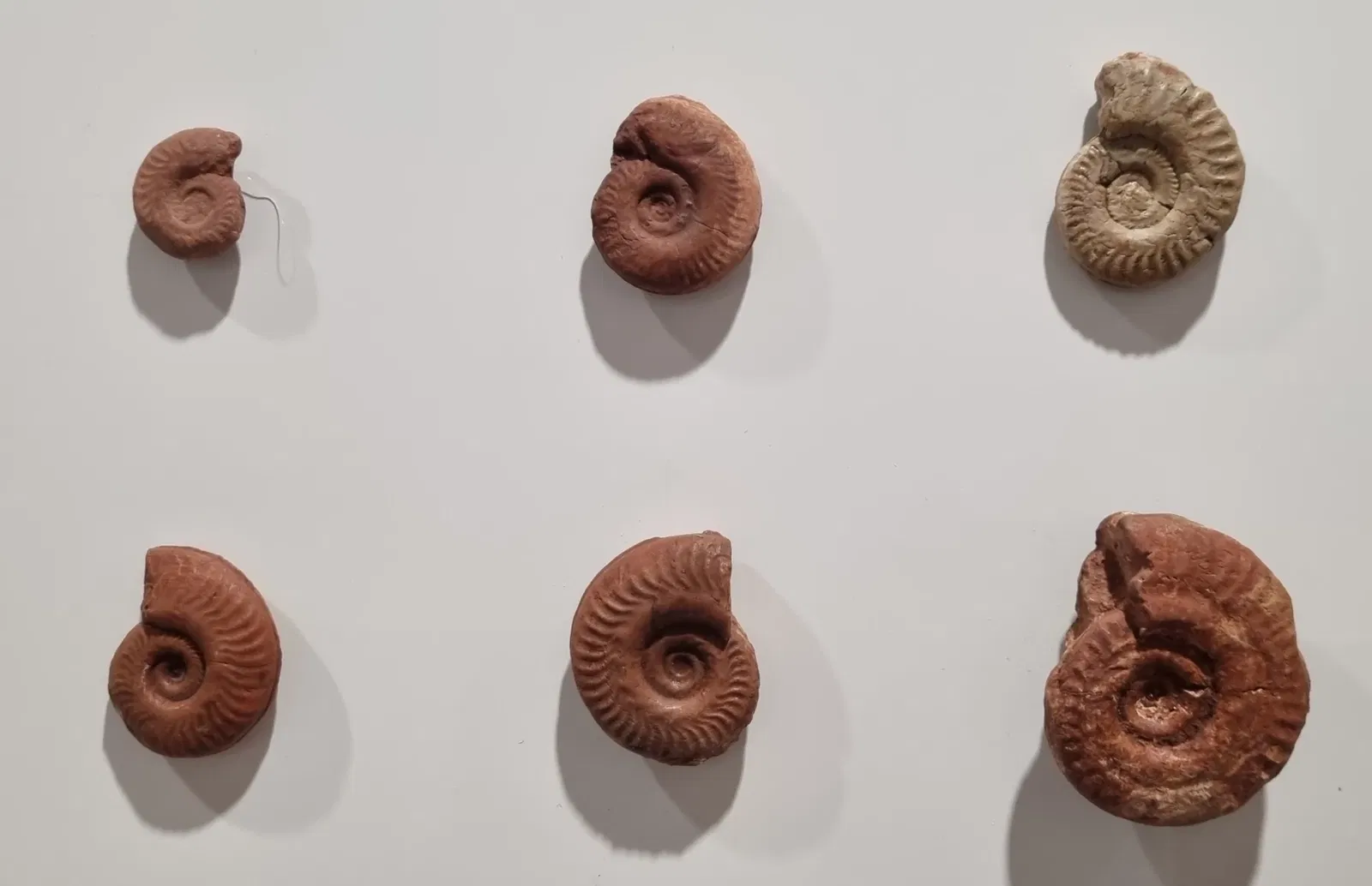 Natural History Museum, Pavia