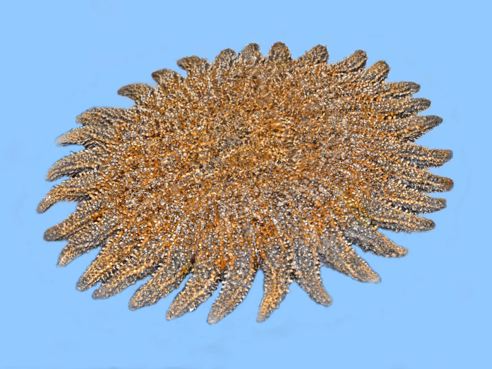 Kosmos - Museo di Storia Naturale dell'Università di Pavia