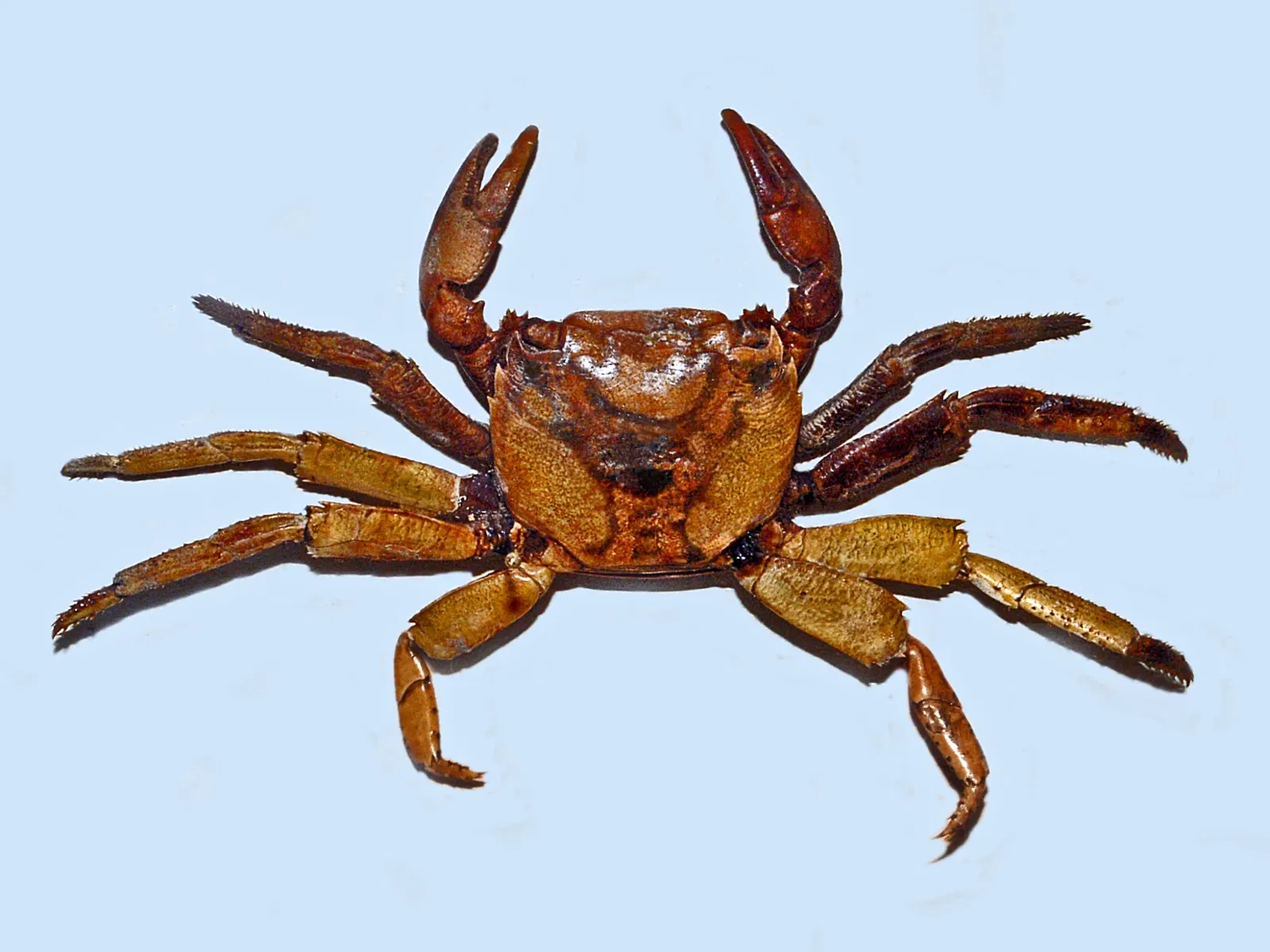 Natural History Museum, Pavia