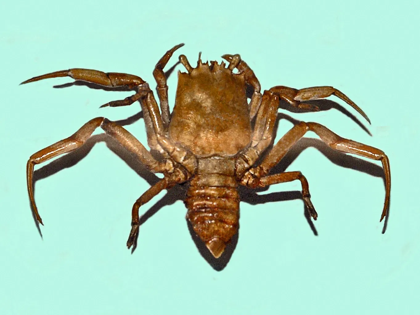 Kosmos - Museo di Storia Naturale dell'Università di Pavia