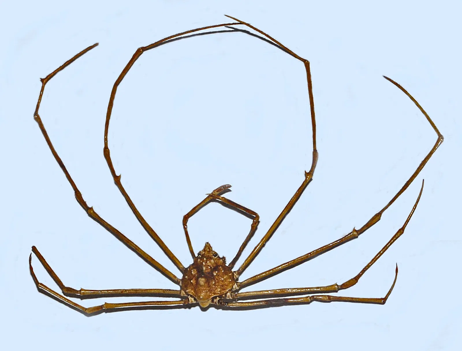 Museo de Historia Natural de Pavía