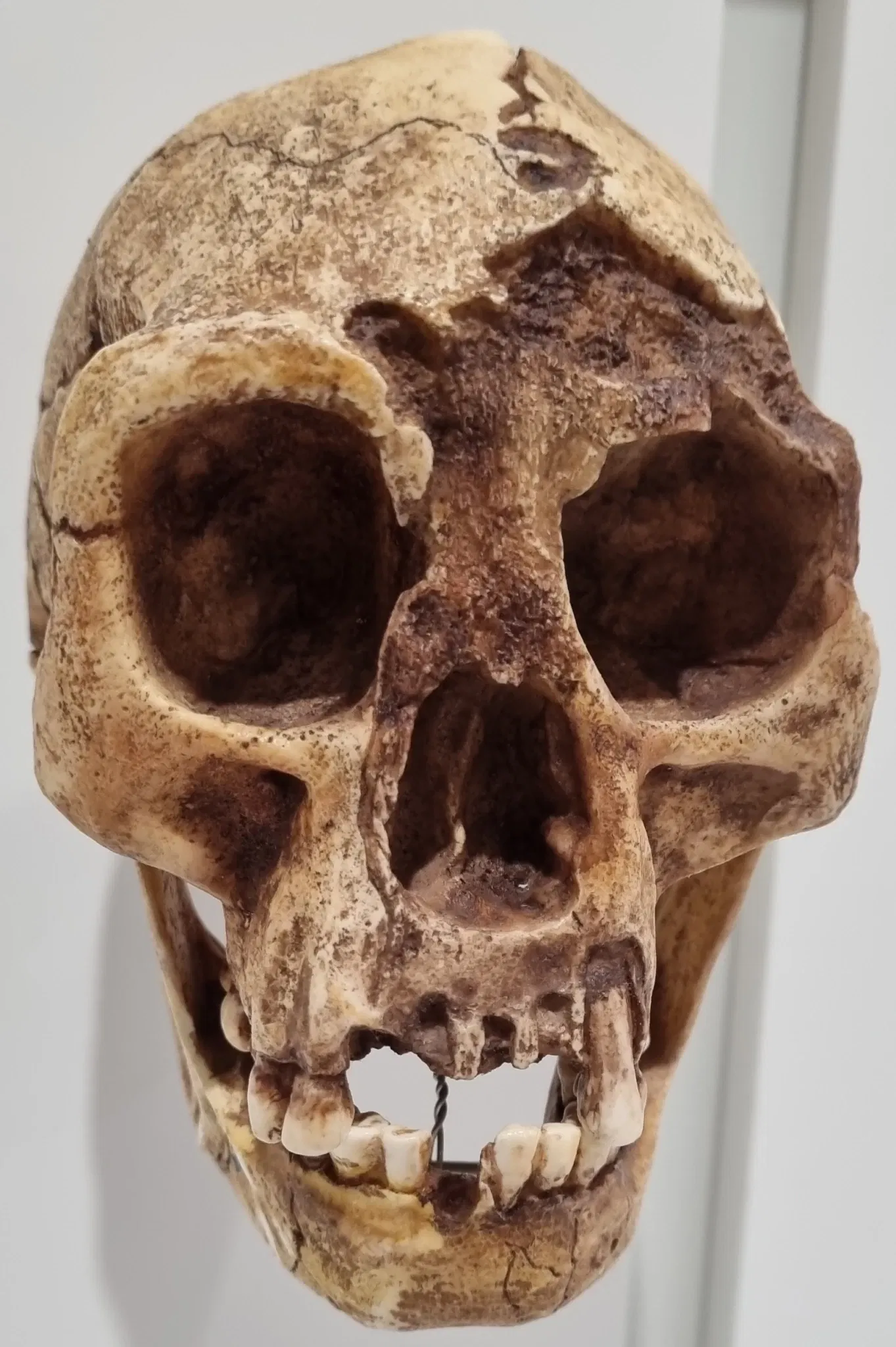 Museo de Historia Natural de Pavía