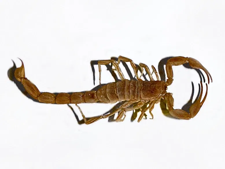 Museo de Historia Natural de Pavía