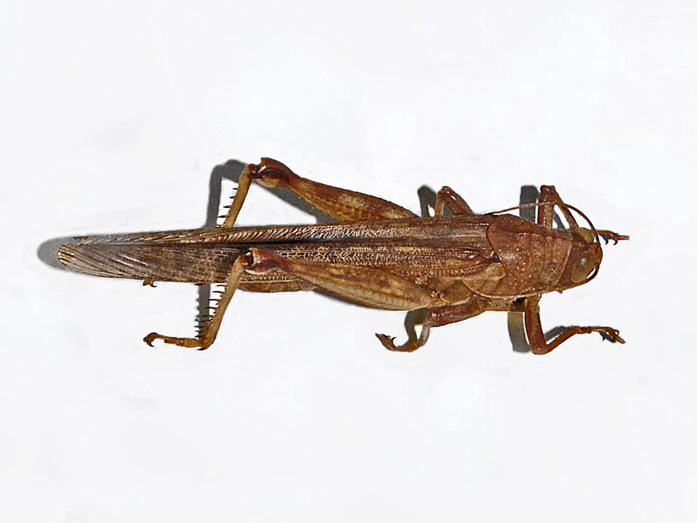 Kosmos - Museo di Storia Naturale dell'Università di Pavia