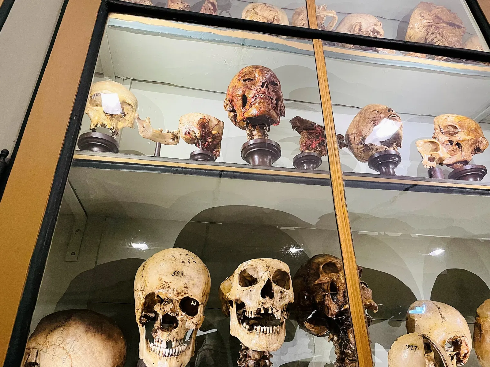 Museo per la Storia dell'Università di Pavia