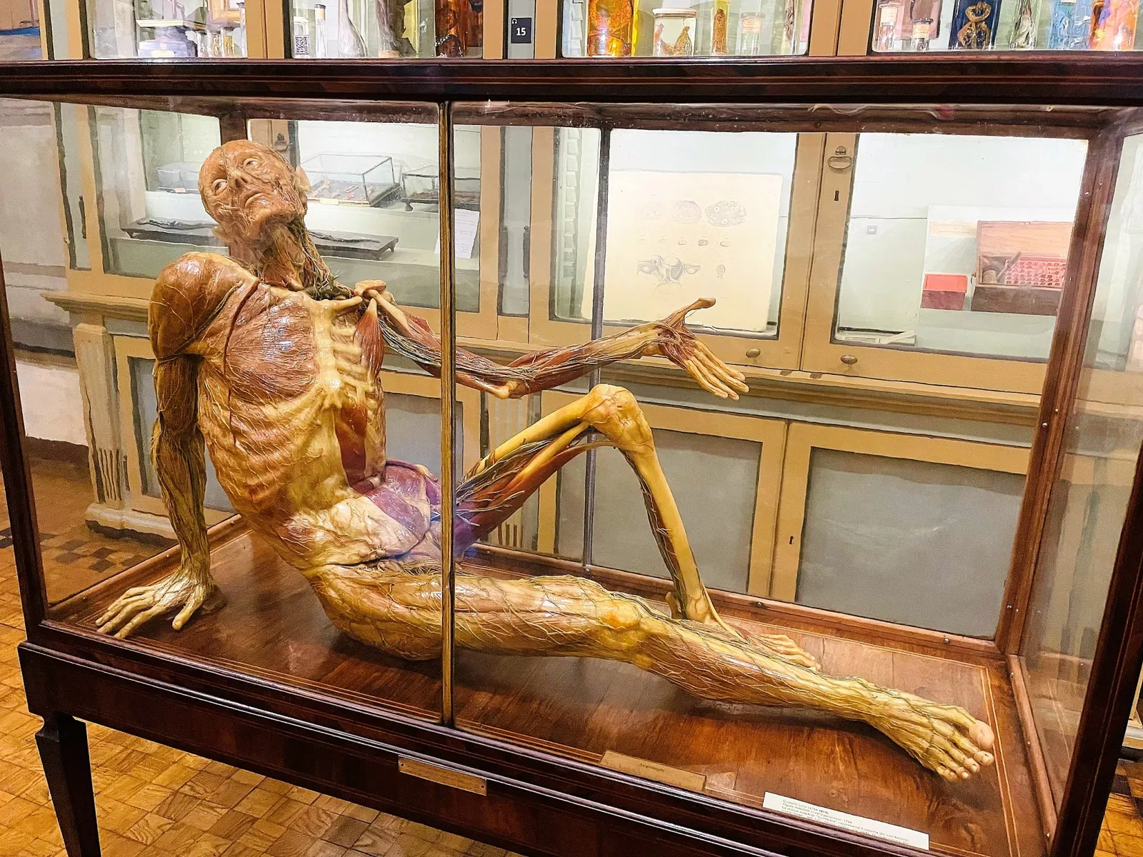 Museo per la Storia dell'Università di Pavia