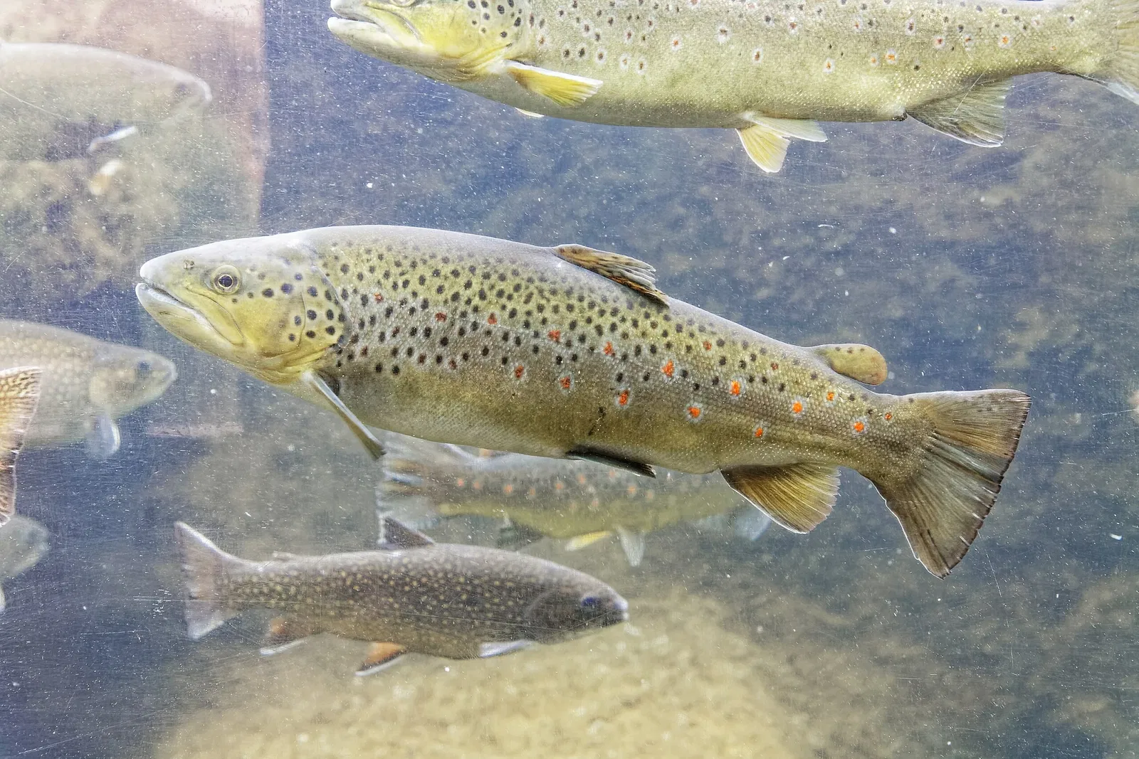 Aquarium du Périgord Noir