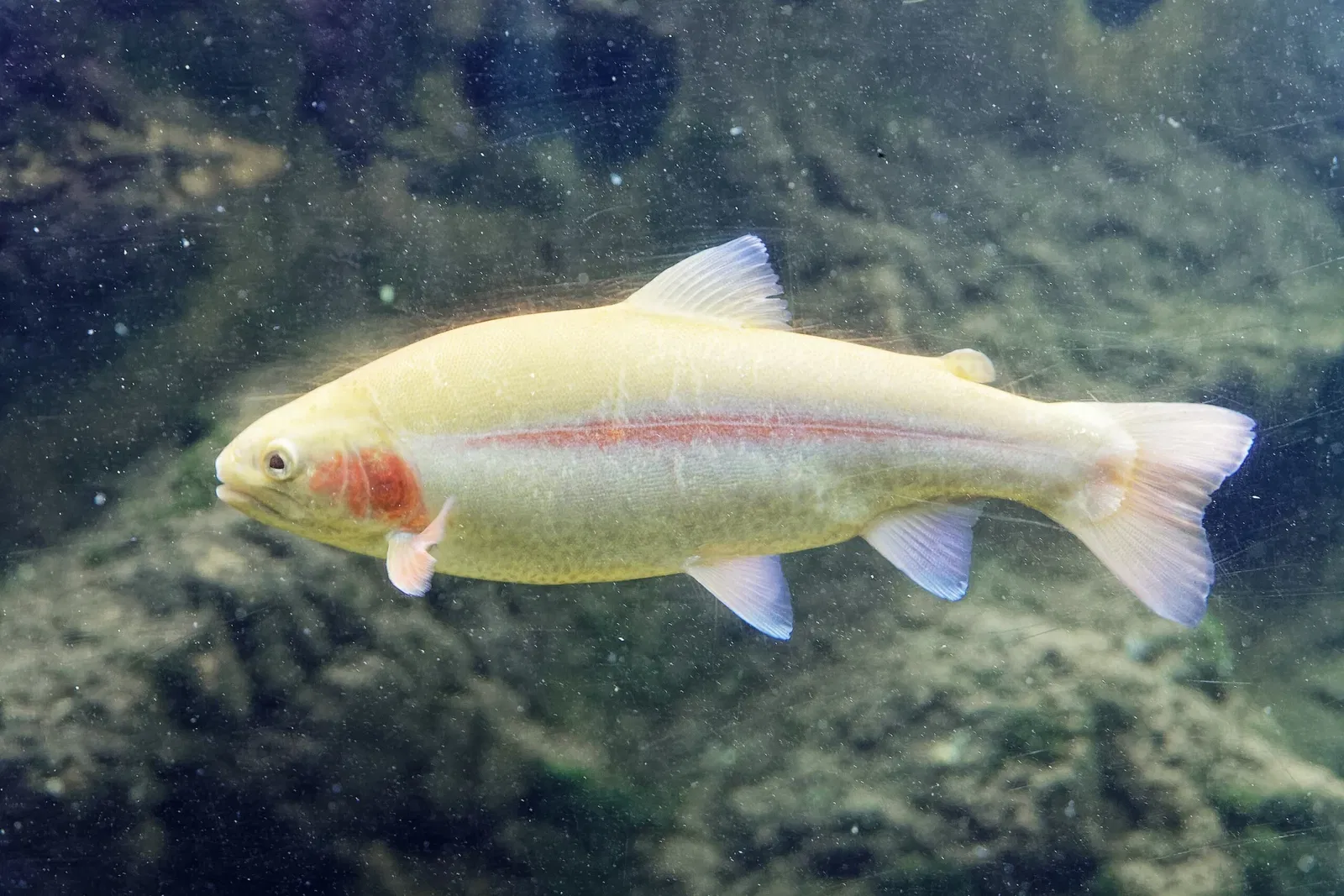 Aquarium du Périgord Noir